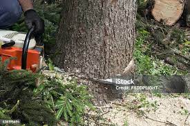 Best Hedge Trimming  in Groesbeck, OH