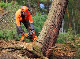 Best Tree Maintenance Programs  in Groesbeck, OH