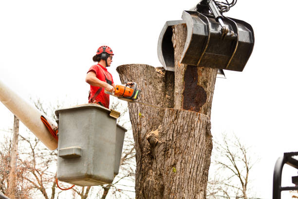 Best Arborist Consultation Services  in Groesbeck, OH